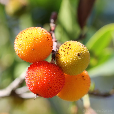 Arbousier, Sardaigne